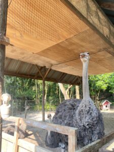 Kasang Kulim Zoo 6 IMG 20260327 WA0002 225x300